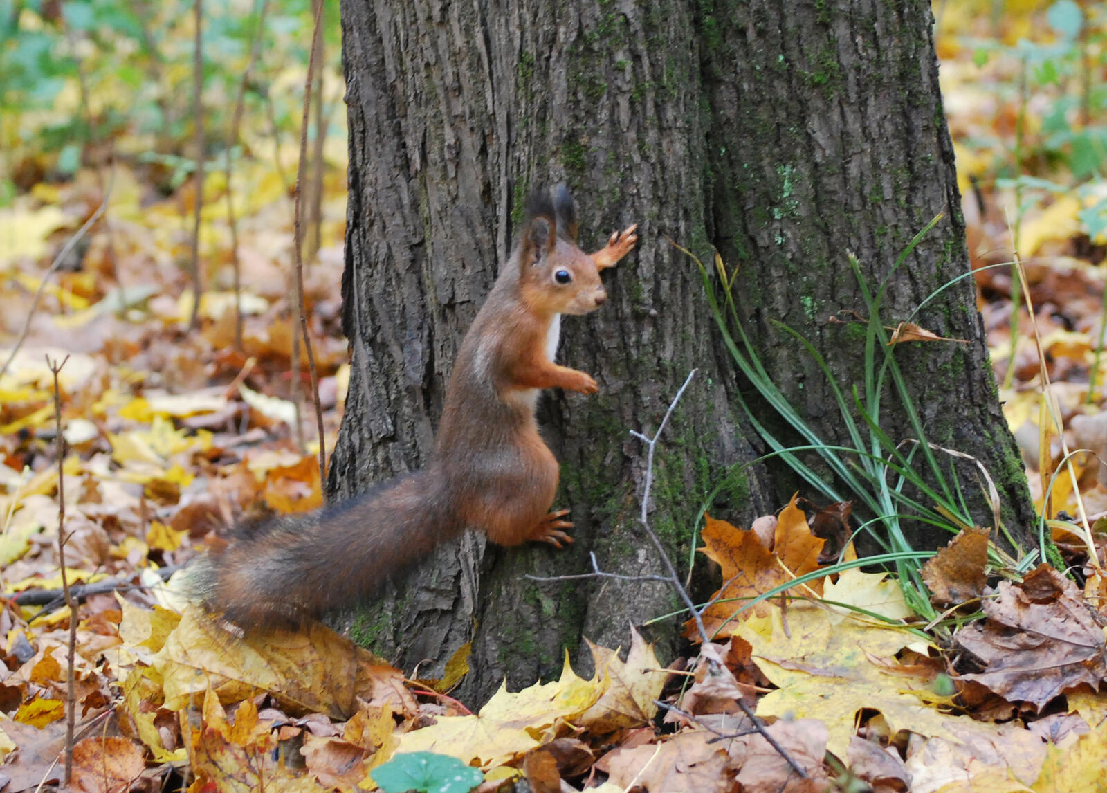 Wallpapers leaf fall squirrel tsaritsyno on the desktop