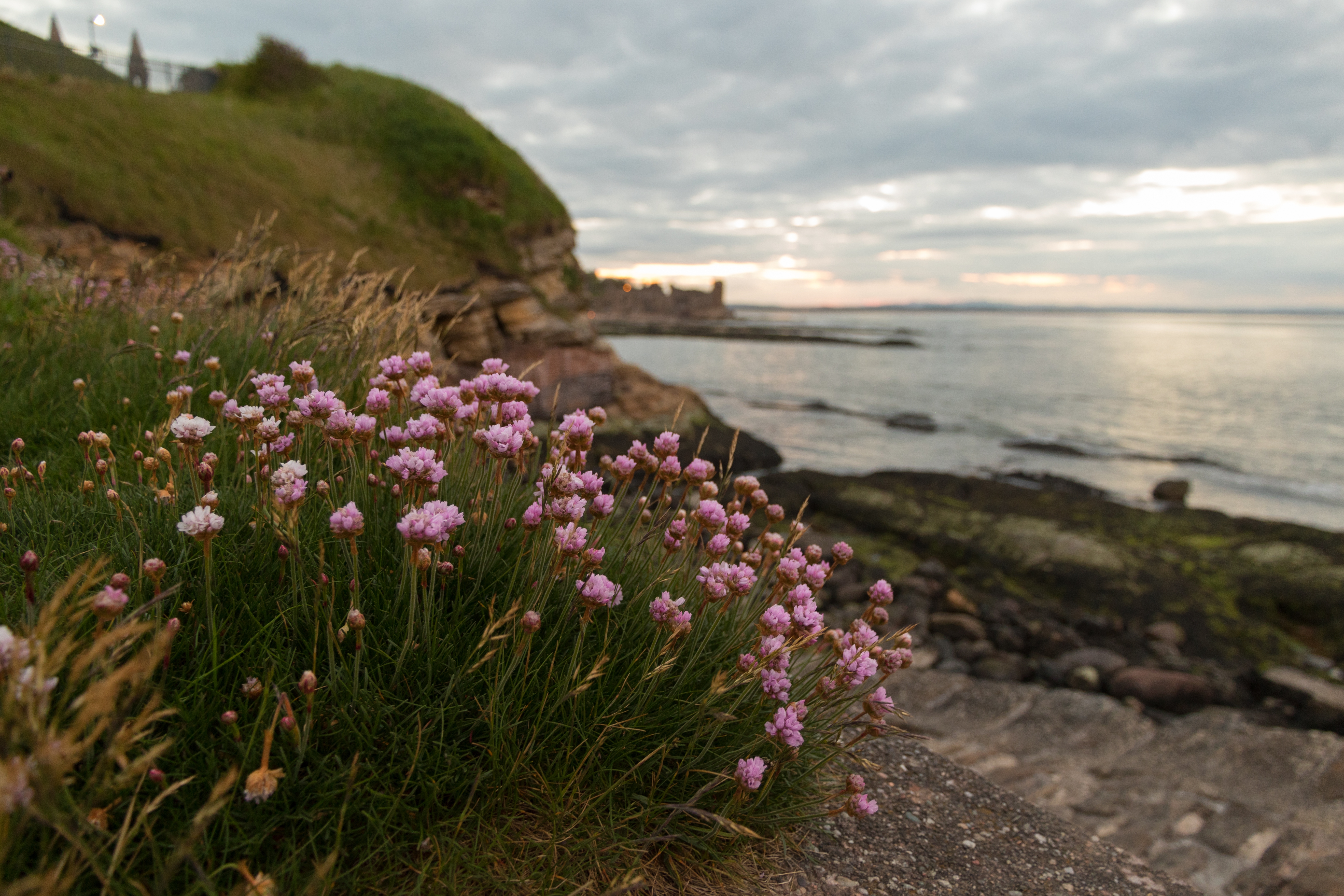 Бесплатное фото Пурпурные цветы растут на берегу моря