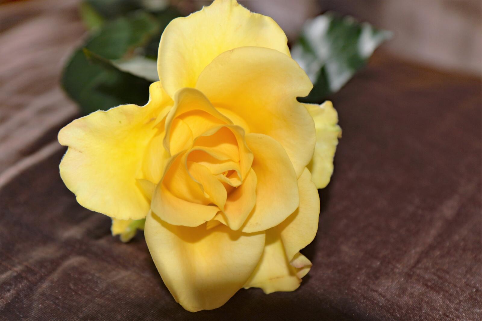 Бесплатное фото Обои одинокая желтая роза