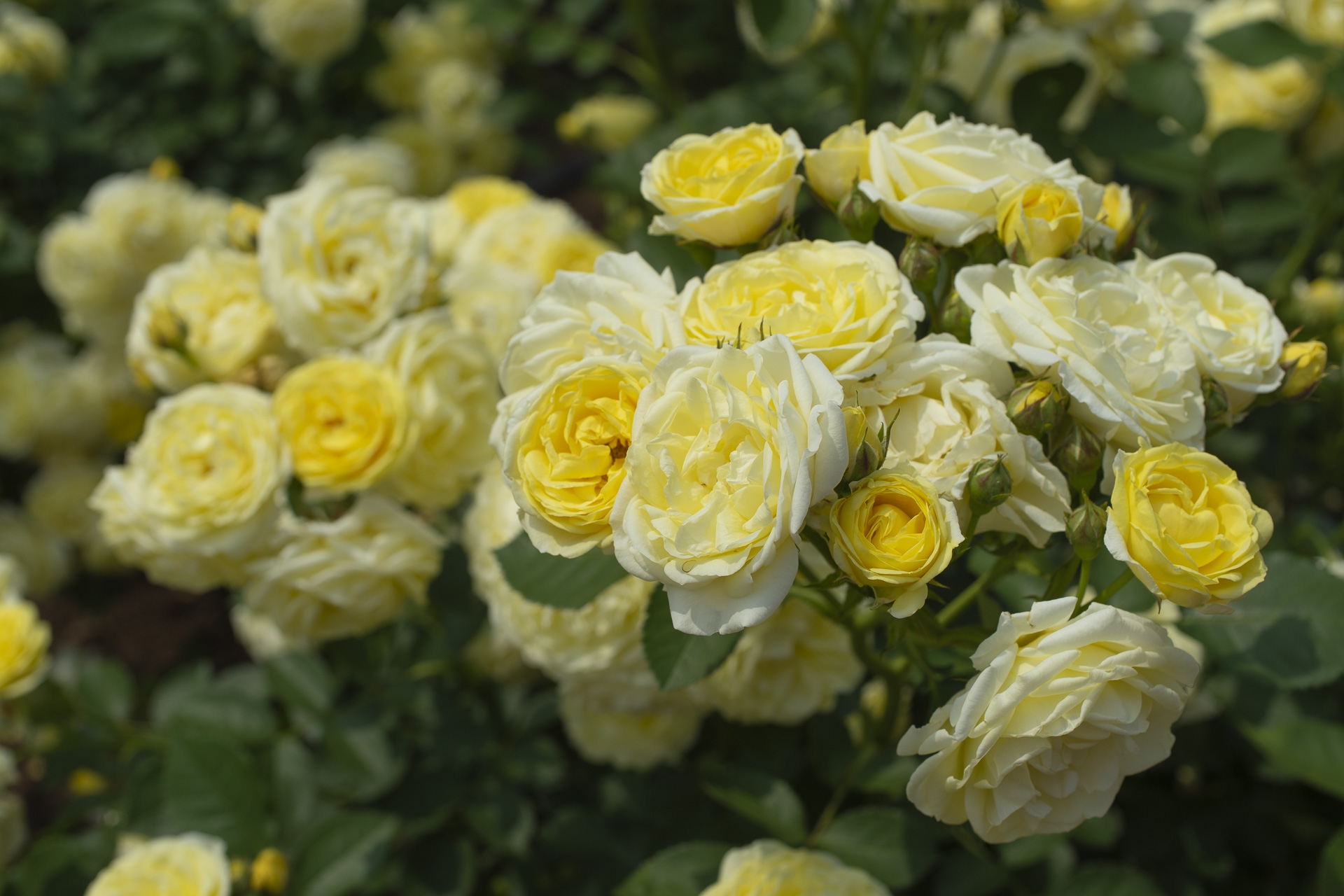 Beautiful shrub with yellow roses