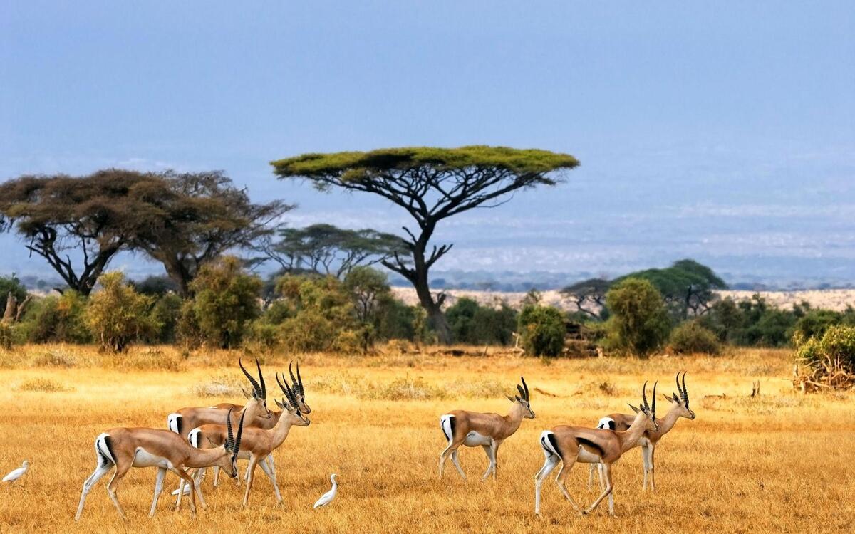Африканские антилопы на фоне деревьев