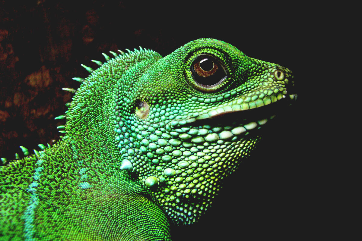 Green iguana side view