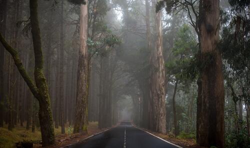 An asphalt road in an old-growth forest