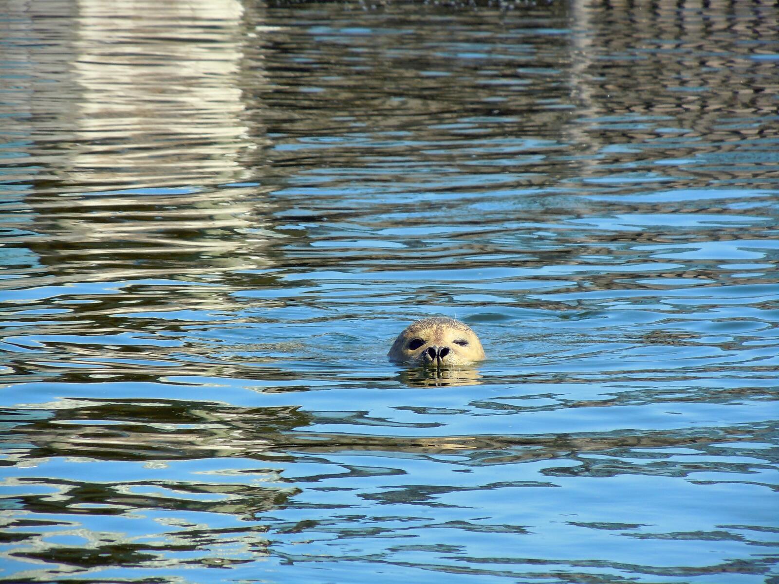 免费照片海豹突击队在水中游泳