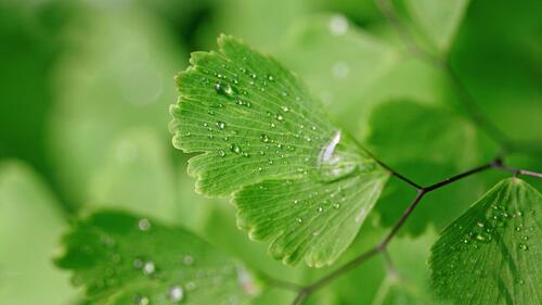 Water droplets on the leaves
