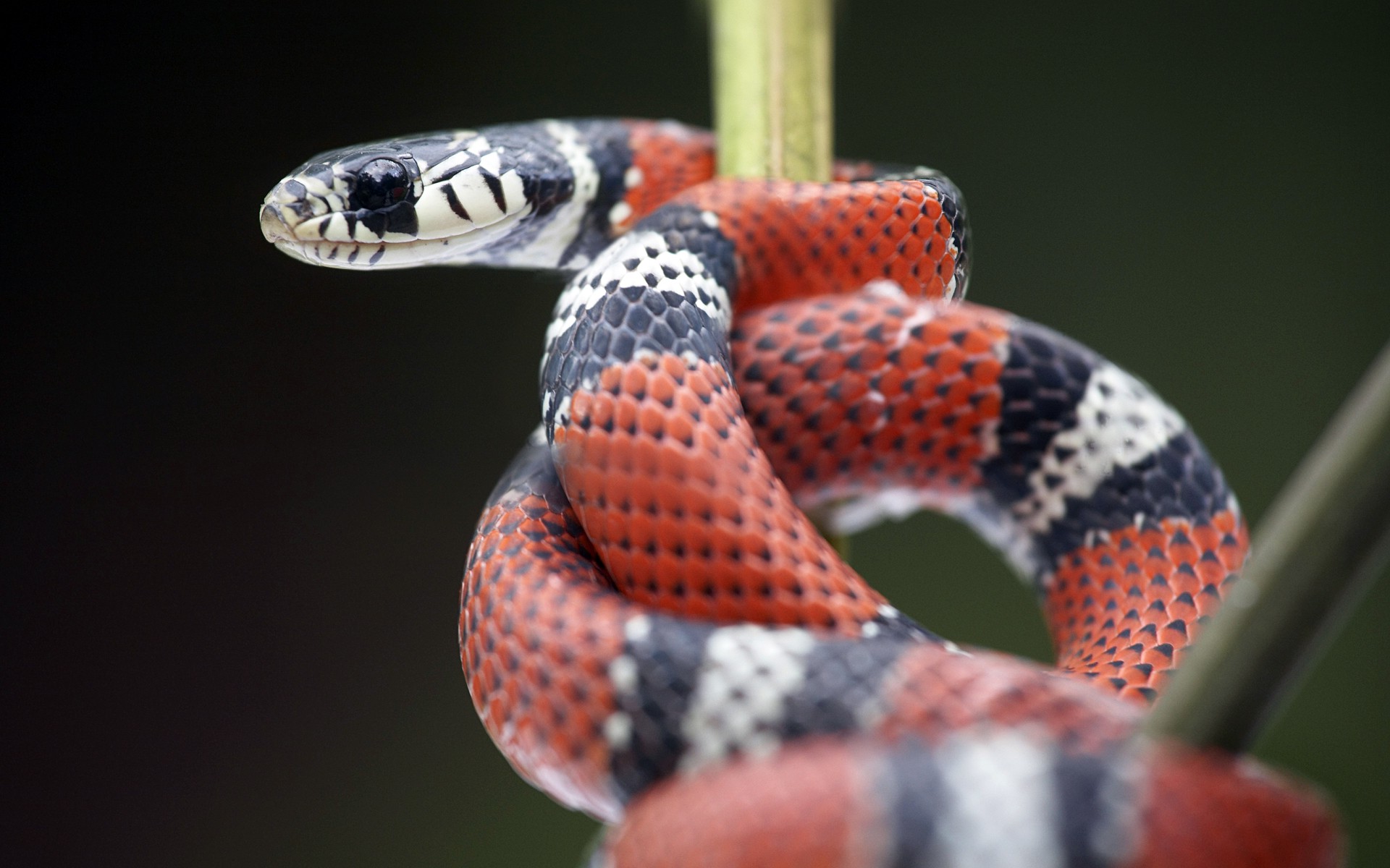 Бесплатное фото Царская змея поднимается по ветке