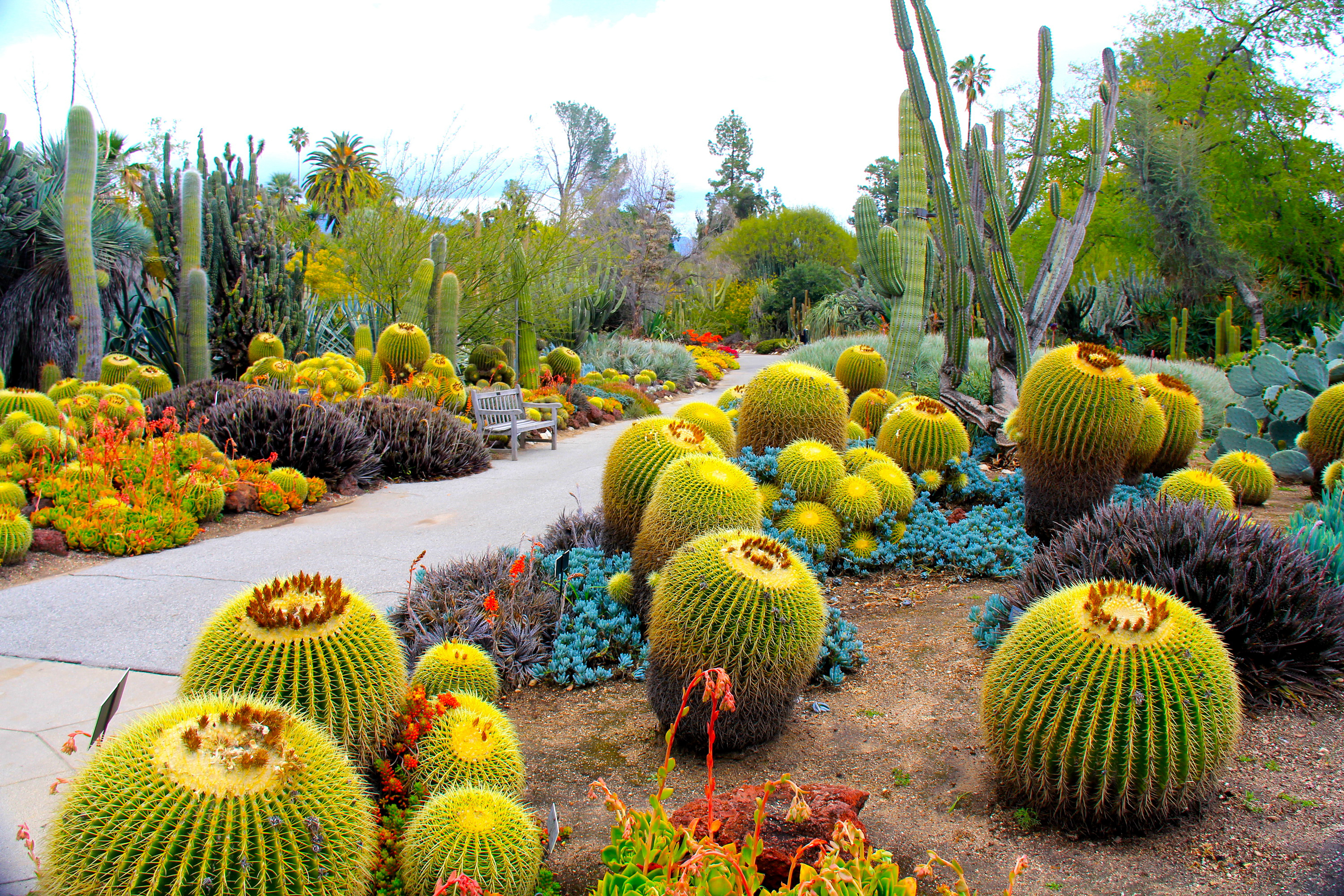 Фото бесплатно сад, Калифорния, США