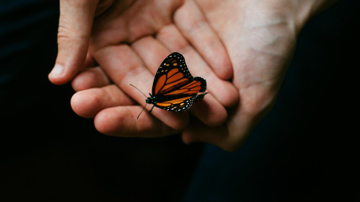A butterfly sits in your hand