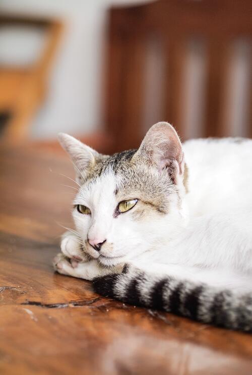 Серо-белый кот отдыхает на полу