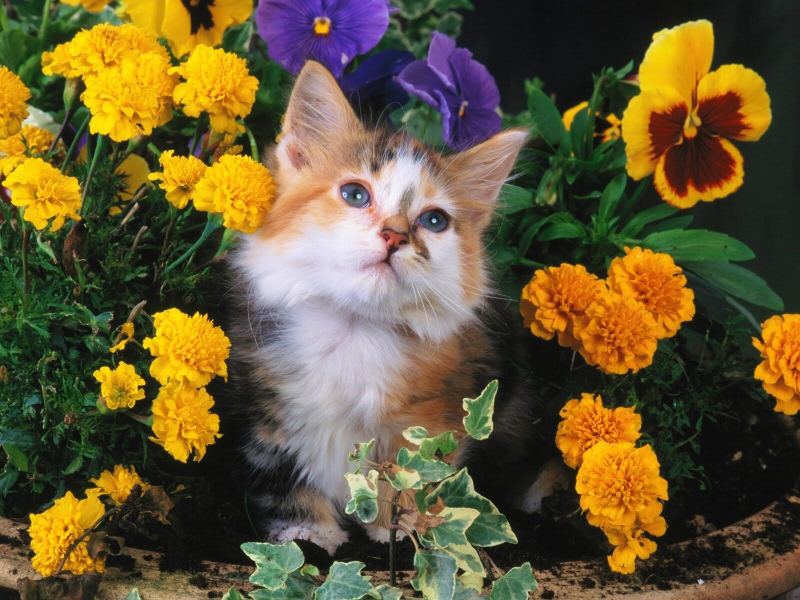 Бесплатное фото Пушистый котенов в желтых цветах