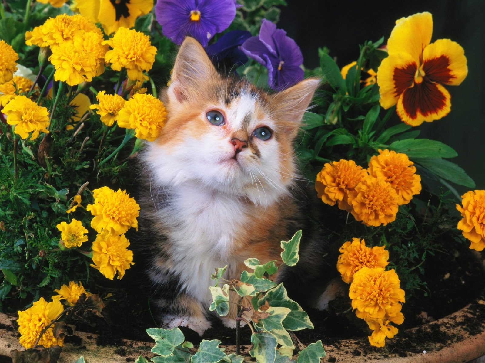 免费照片黄色花朵中毛茸茸的小猫