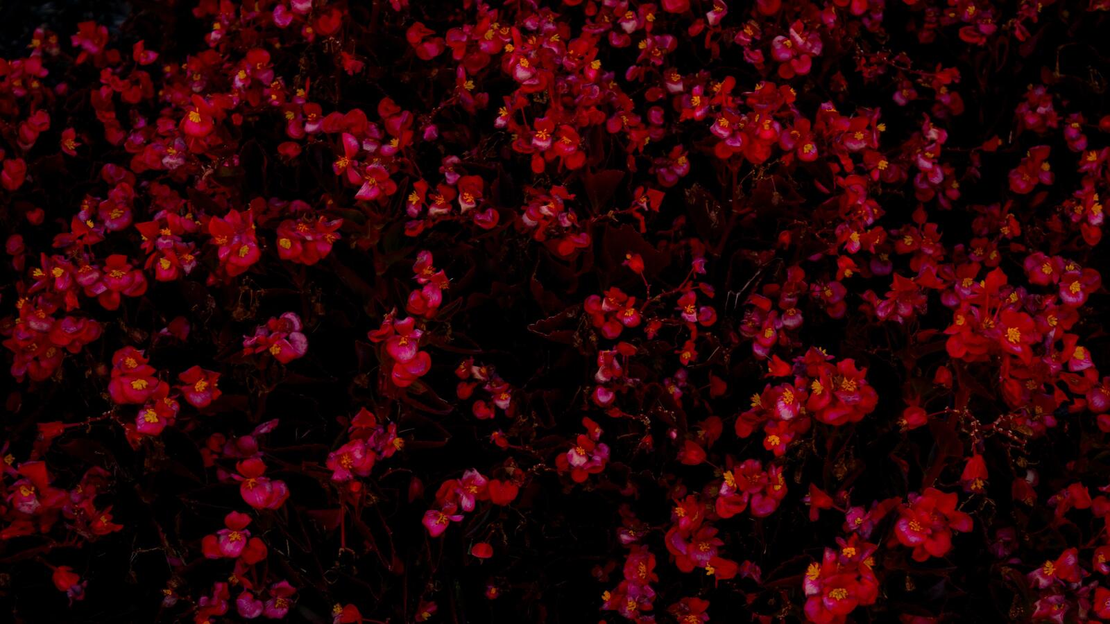 Бесплатное фото Маленькие красные цветочки