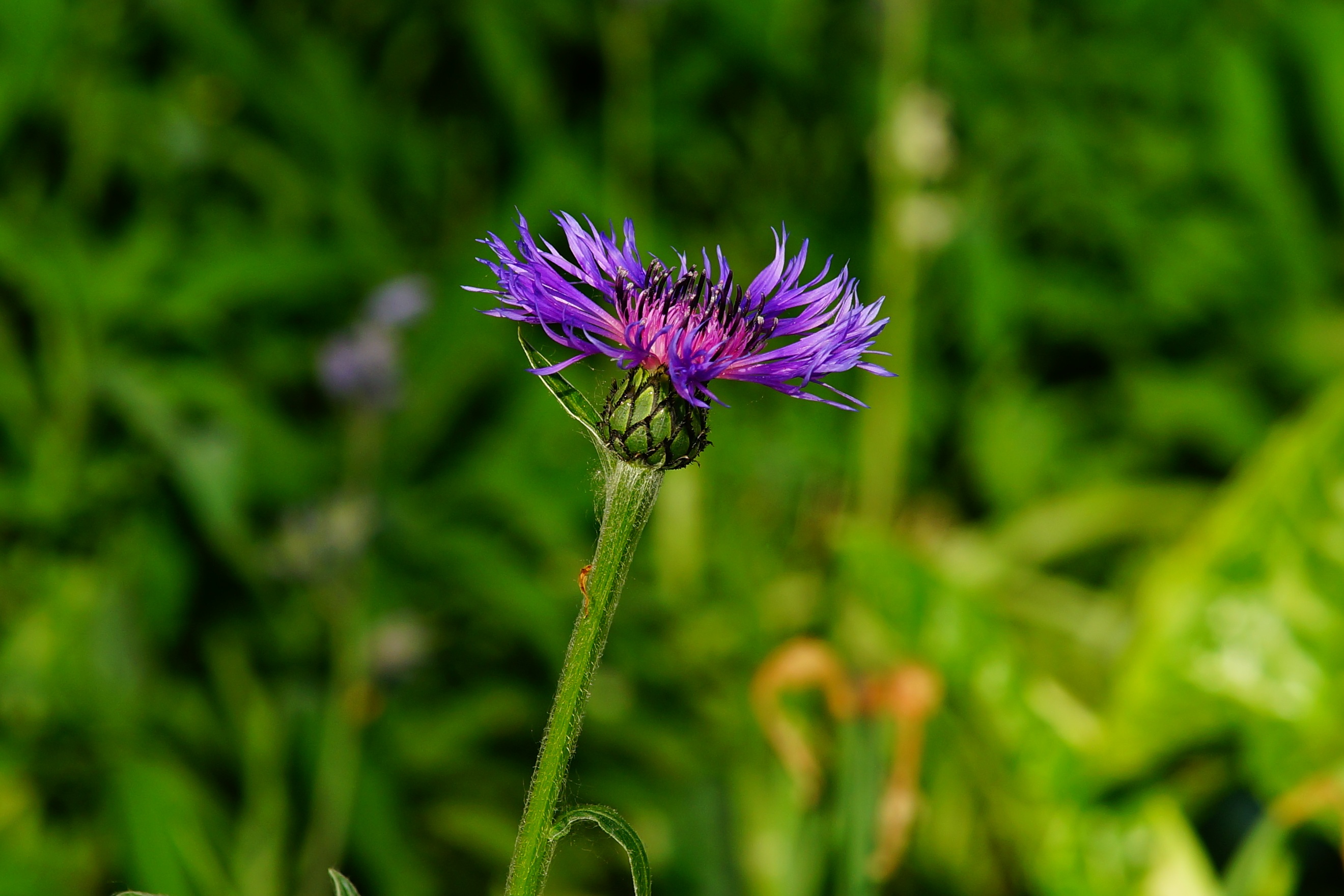 Бесплатное фото Пурпурный цветок на размытом зелёном фоне