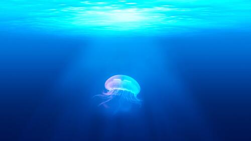 A sea jellyfish in the sunlight.