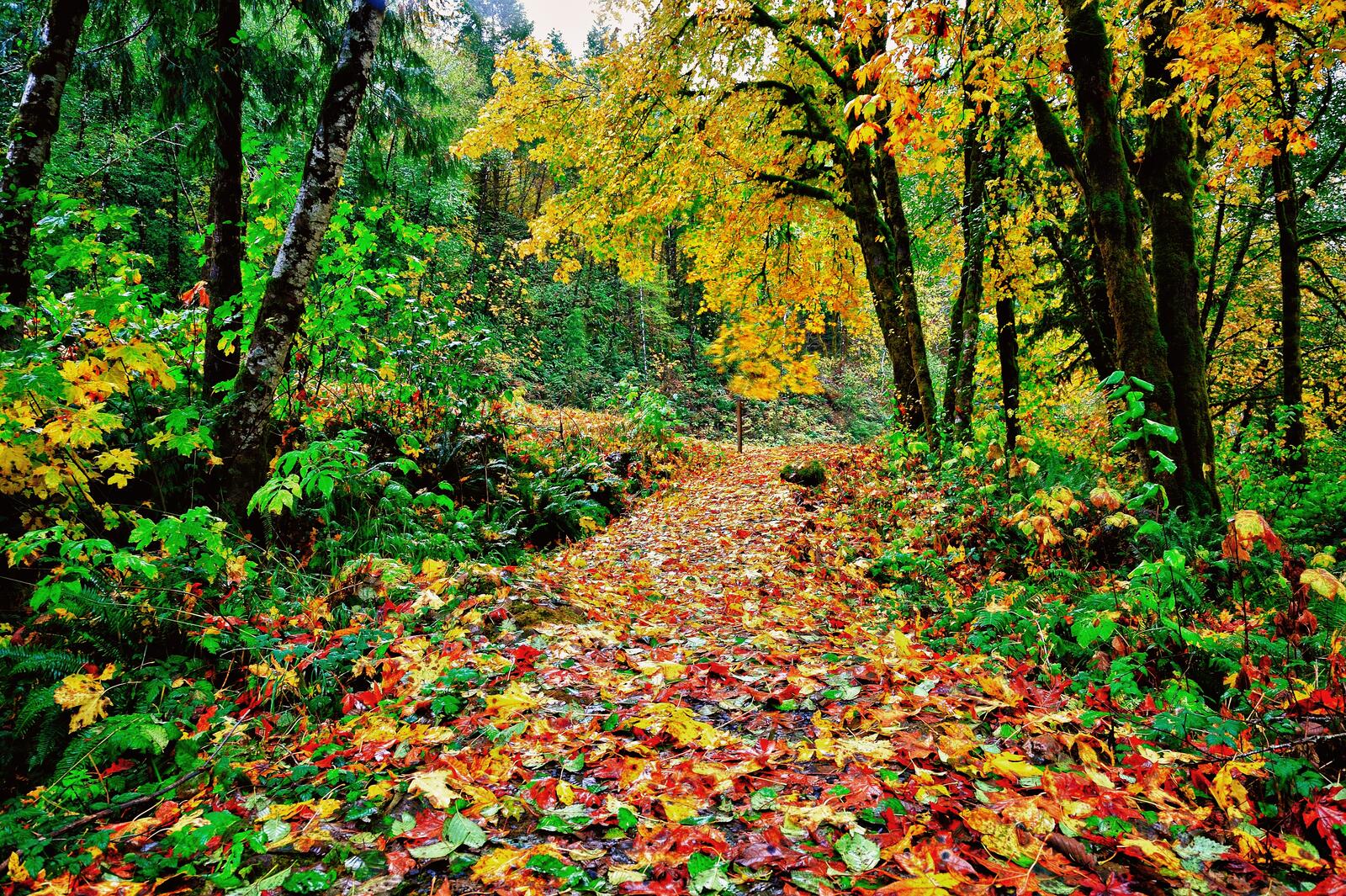 Free photo A forest path of colored fallen leaves