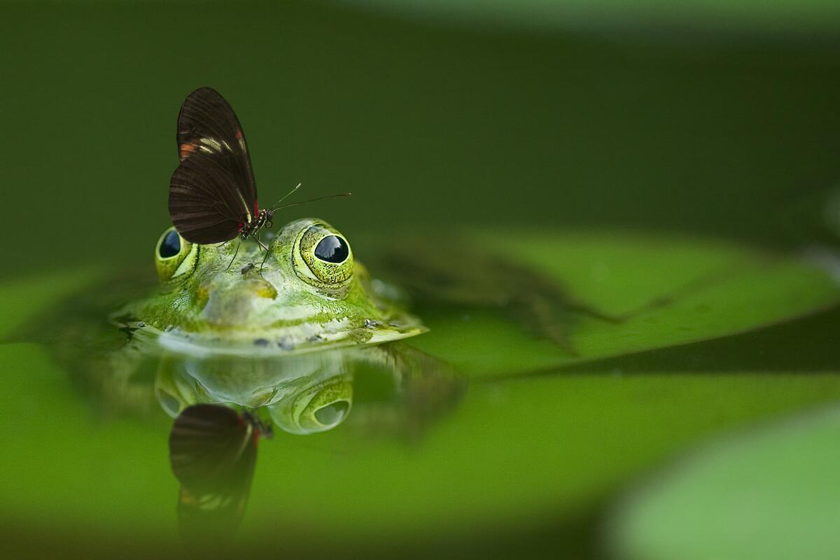 A butterfly sat on the head of a green frog