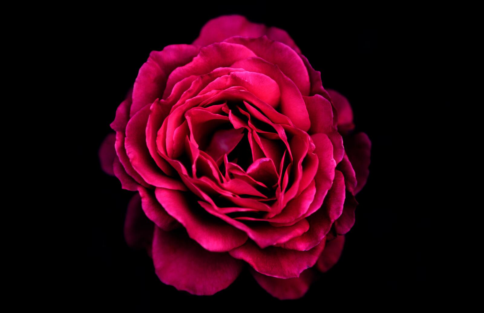 Бесплатное фото Розовый бутон цветка флорибунда на черном фоне