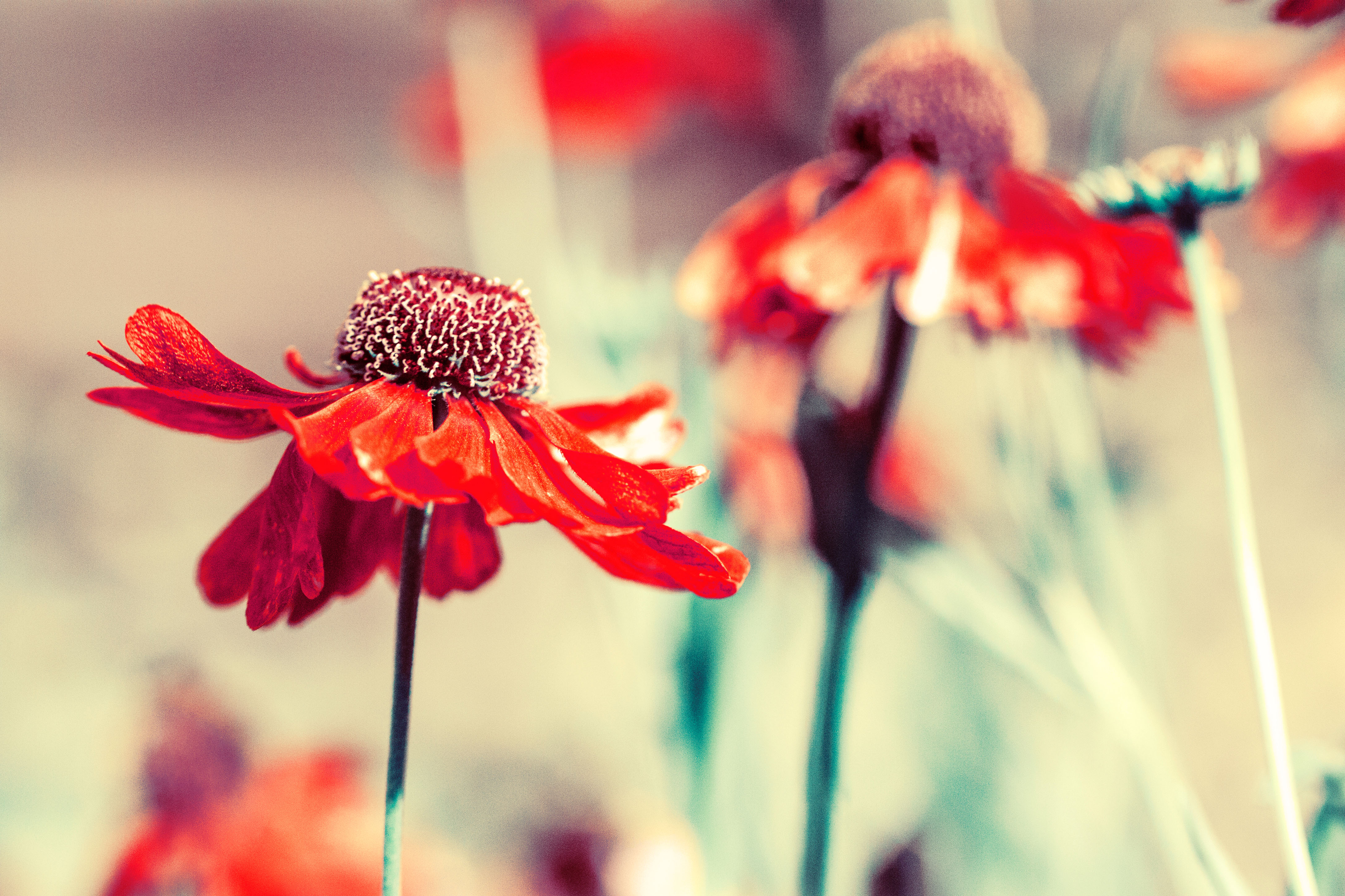Бесплатное фото Цветы с красными лепестками