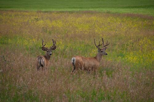 A family of deer in a field of tall grass