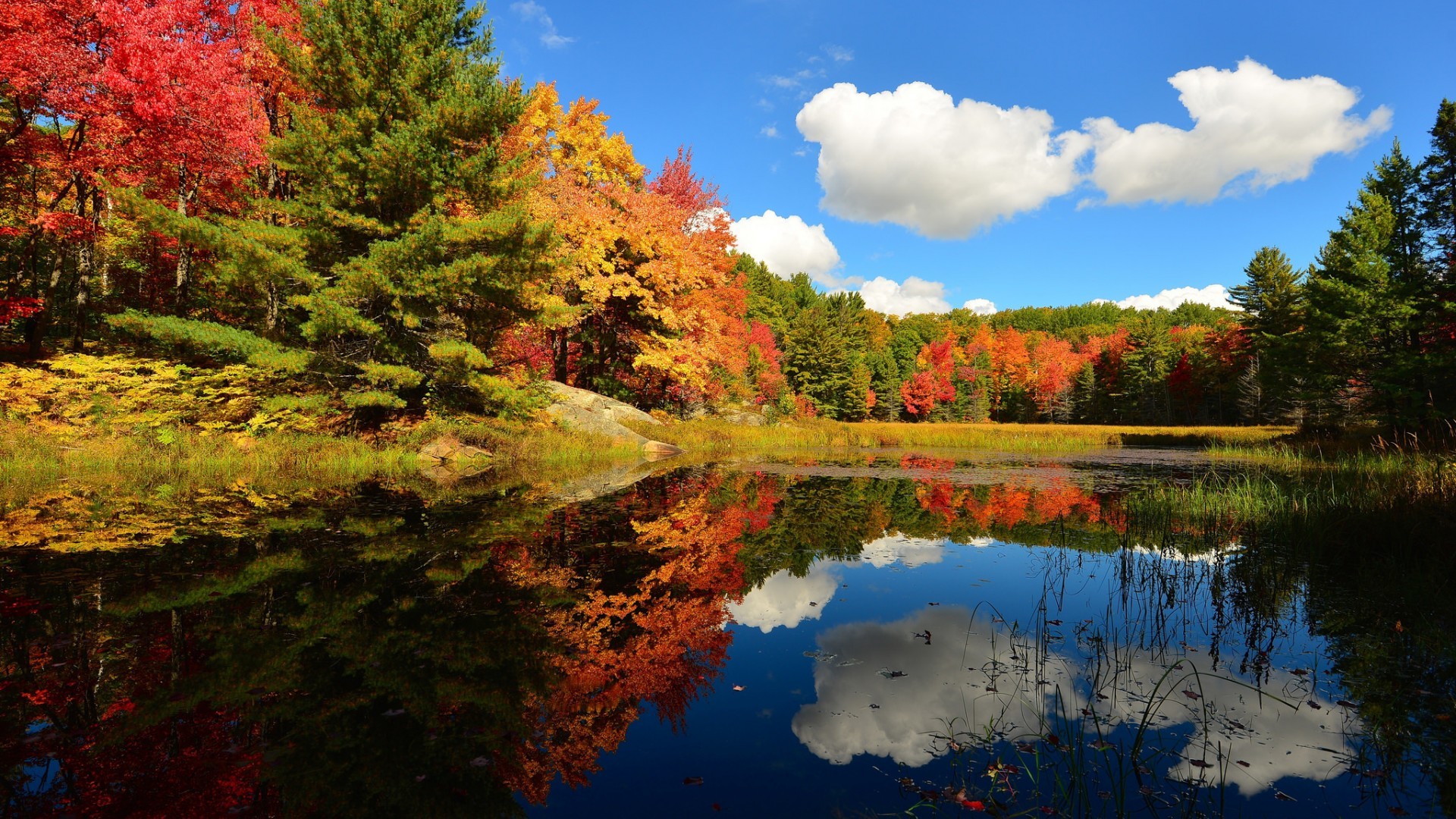 免费照片秋季森林中的一个大湖