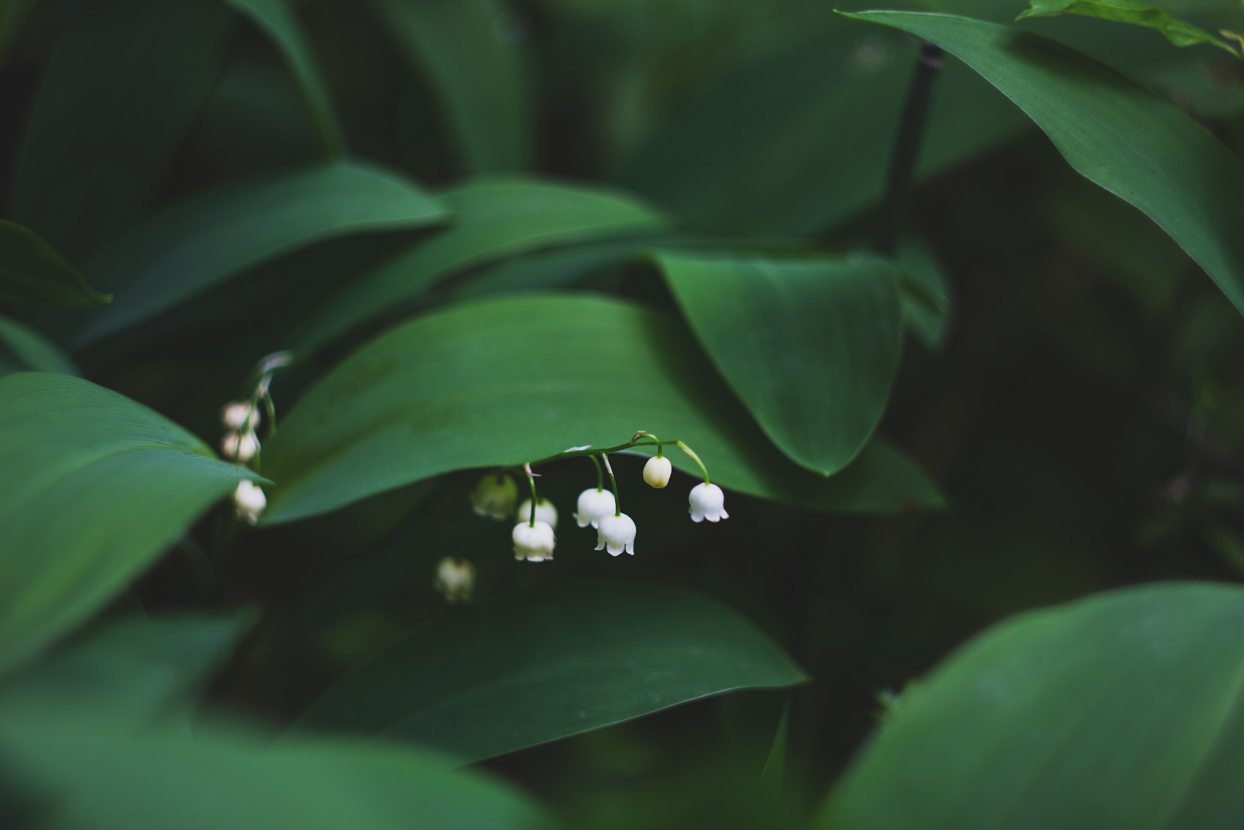 Free photo Flowering lilies with bells