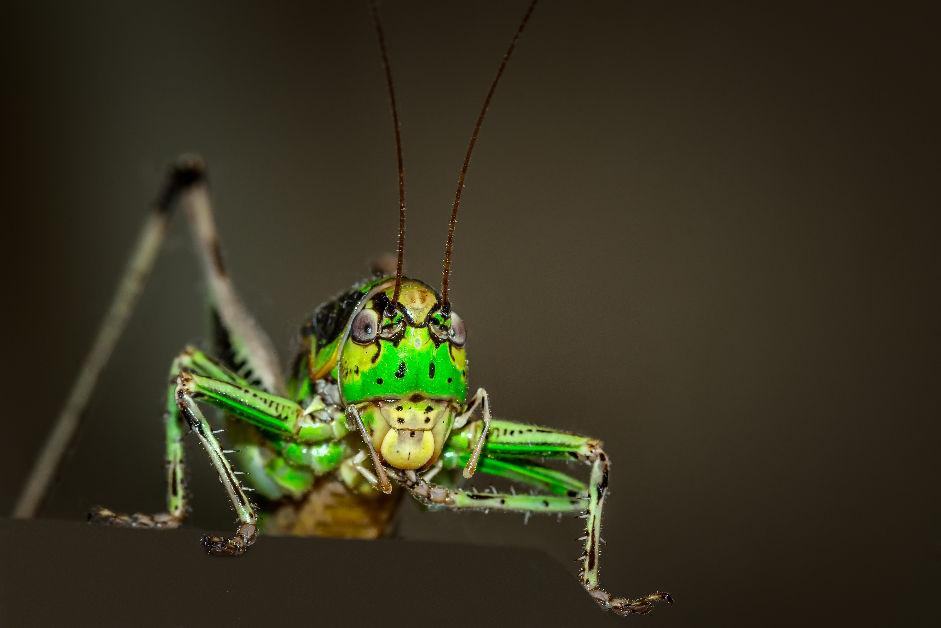 Free photo Green grasshopper close-up
