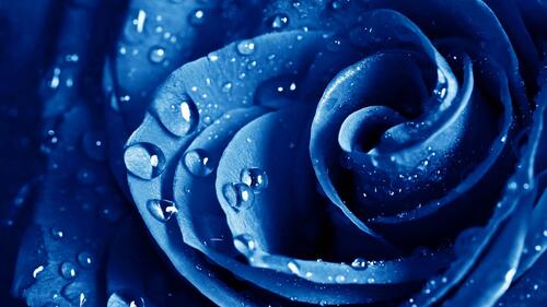 Роза синего цвета с каплями дождя