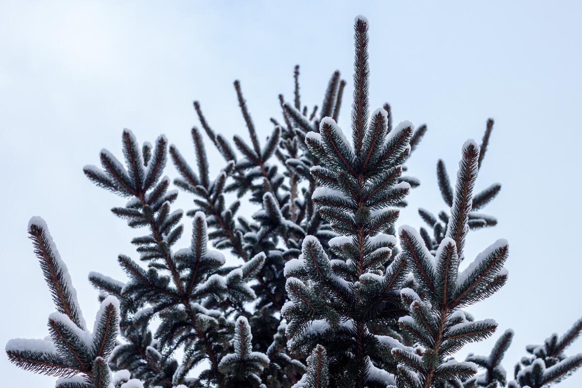 A spruce tree sprinkled with white snow.