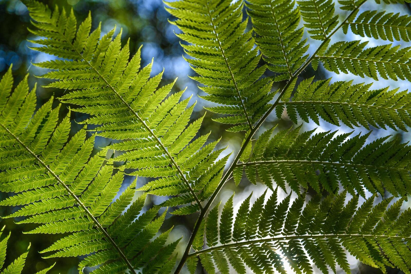 Free photo Close-up of a fern leaf