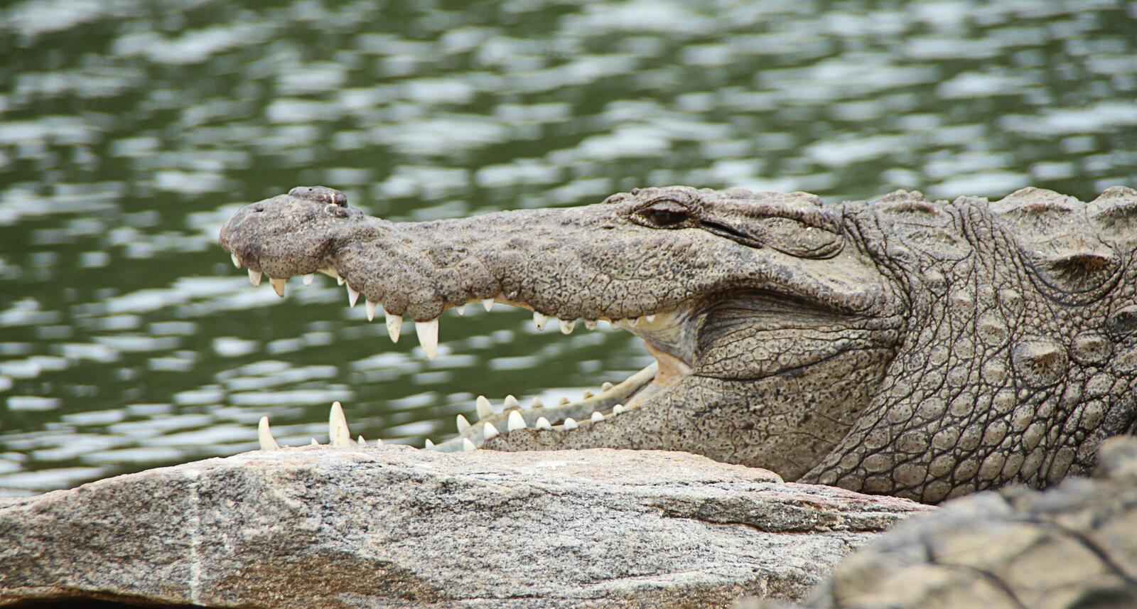 Бесплатное фото Крокодил открыл рот на берегу реки чтобы понизить температуру тела