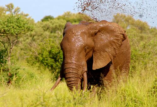 Слон с клыками поливается грязью