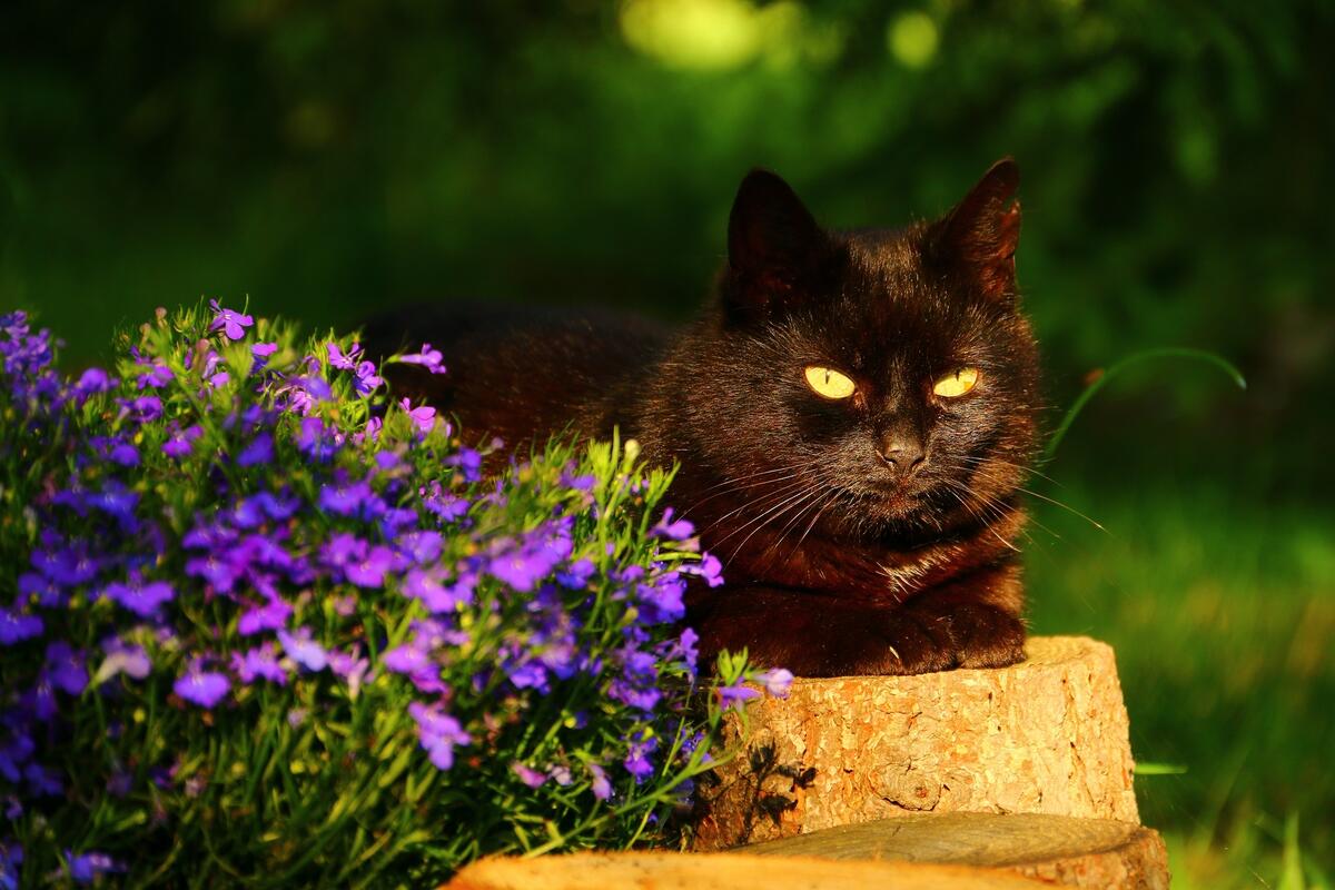 Black cat next to a bush of purple flowers