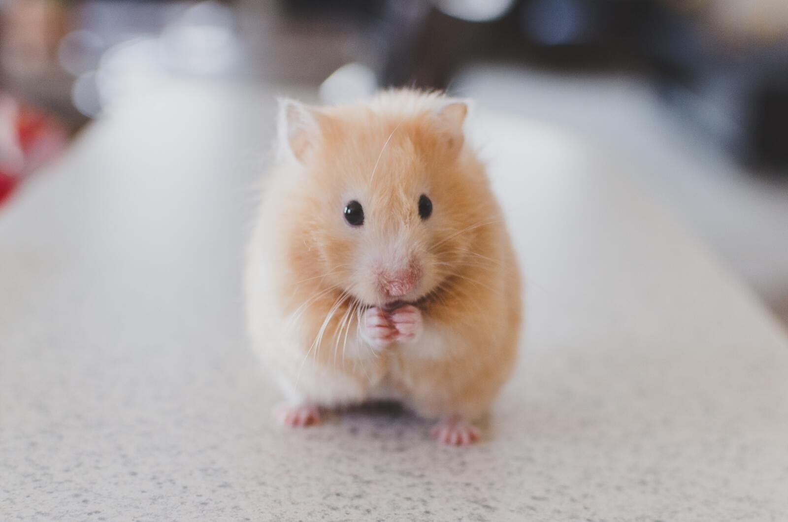 Free photo Red fluffy hamster
