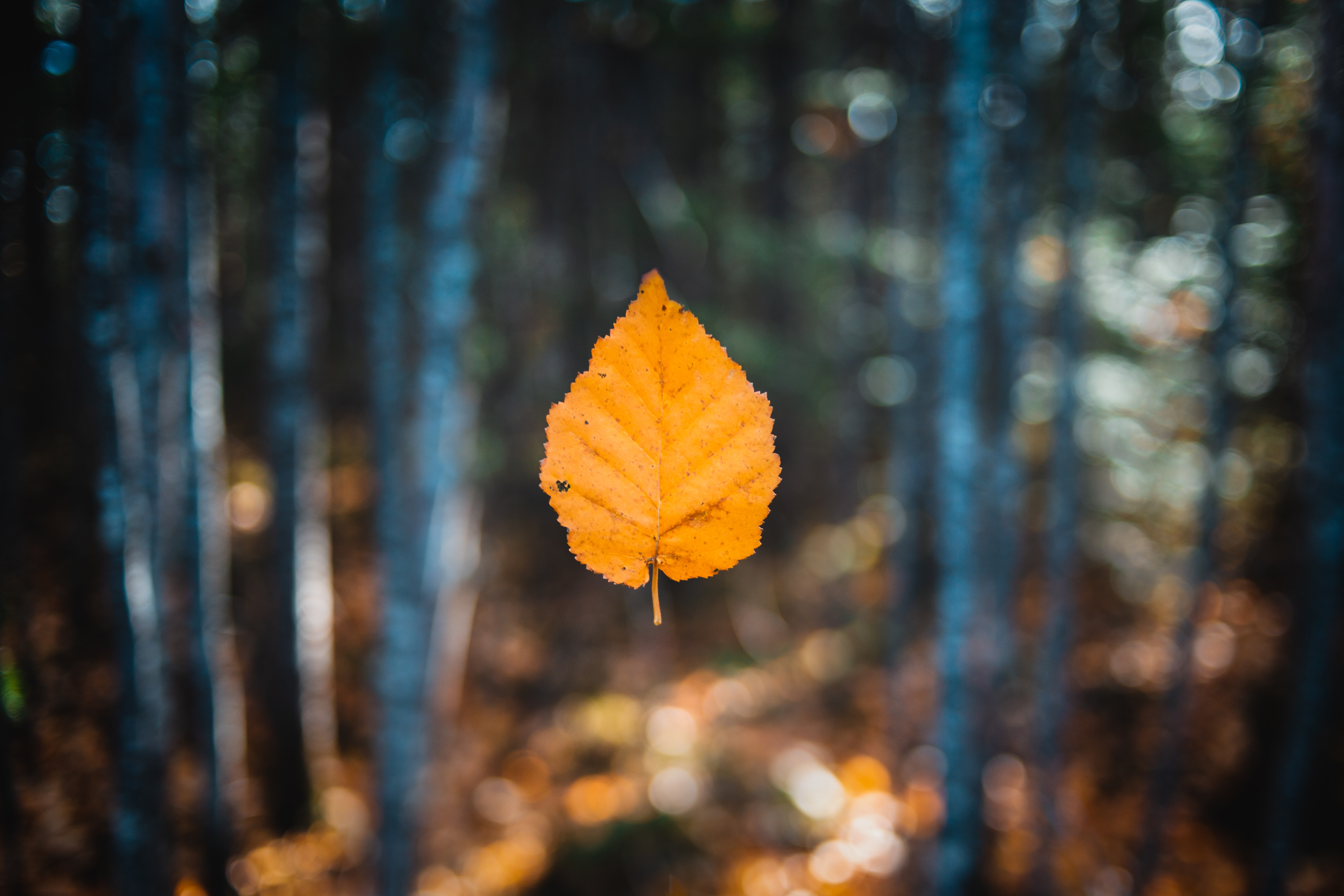 Бесплатное фото Осенний желтый листик