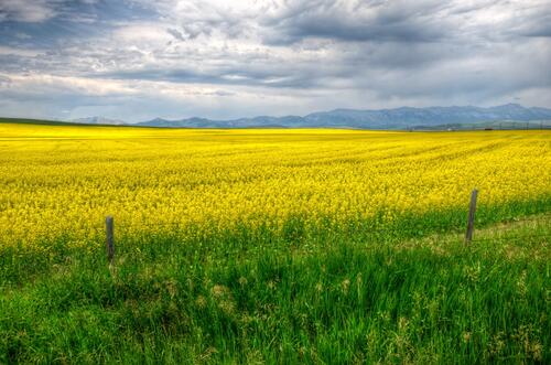 Большое желтое поле в канаде