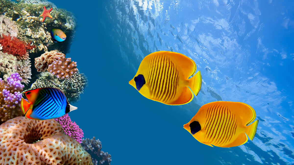 Two yellow fish swim near the coral