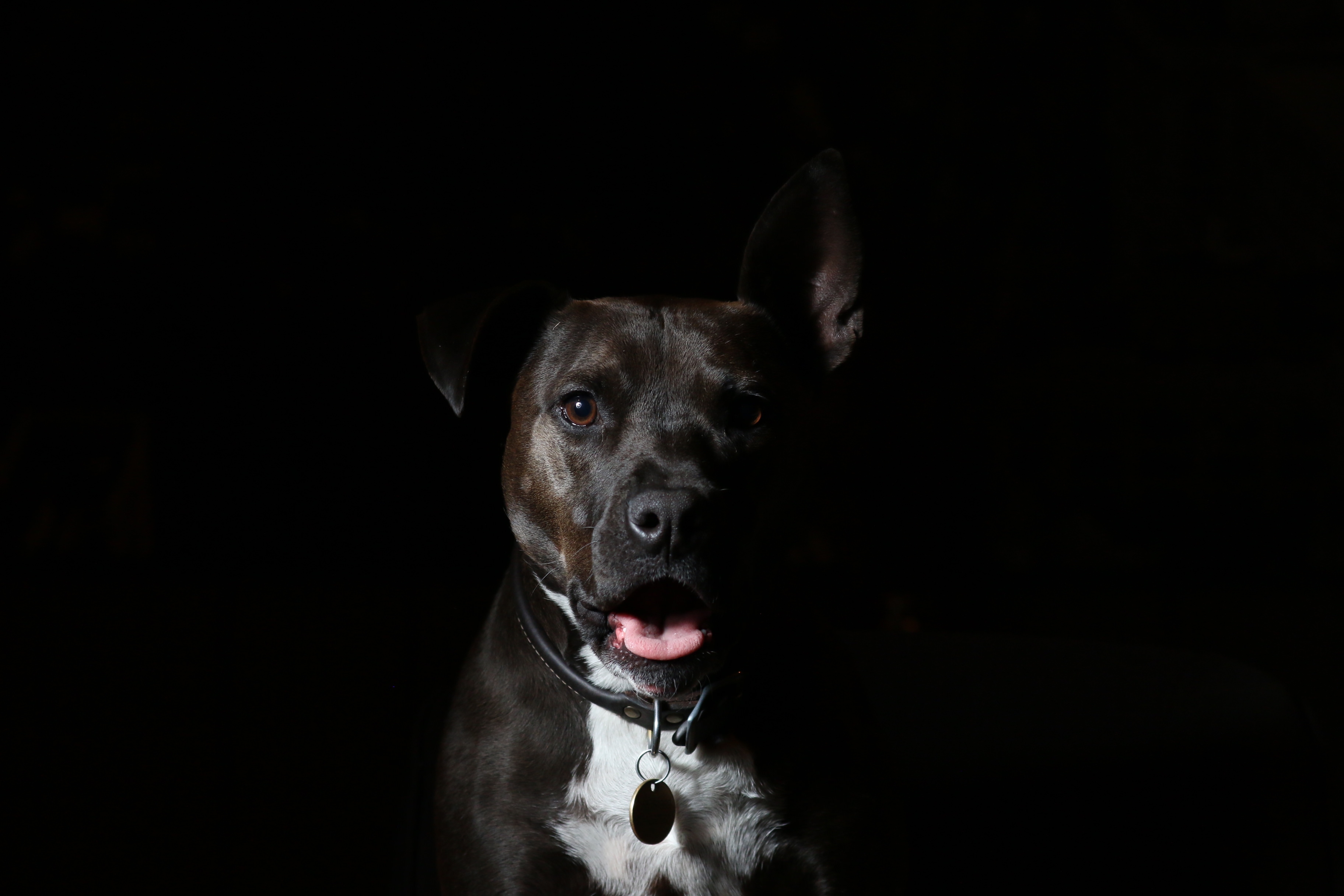 American Staffordshire Terrier on black background