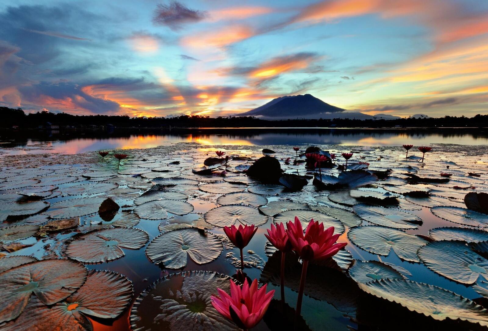 Free photo Water lilies at dawn
