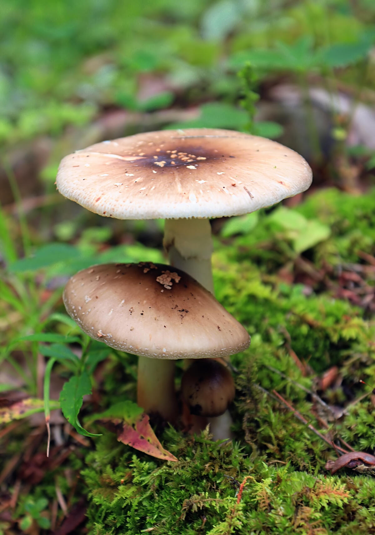 Double mushrooms on green moss
