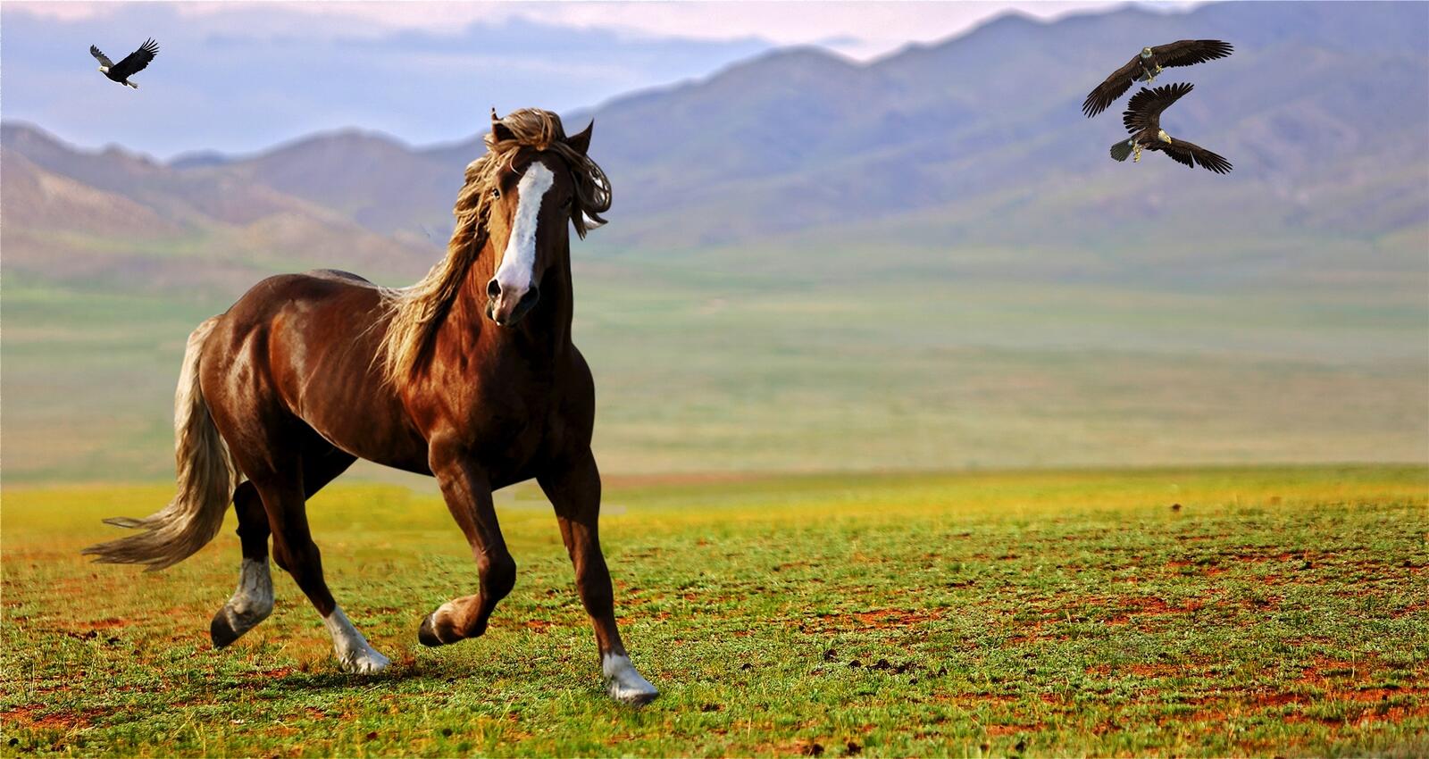 Free photo The stallion runs in the pasture