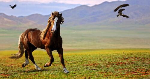 The stallion runs in the pasture