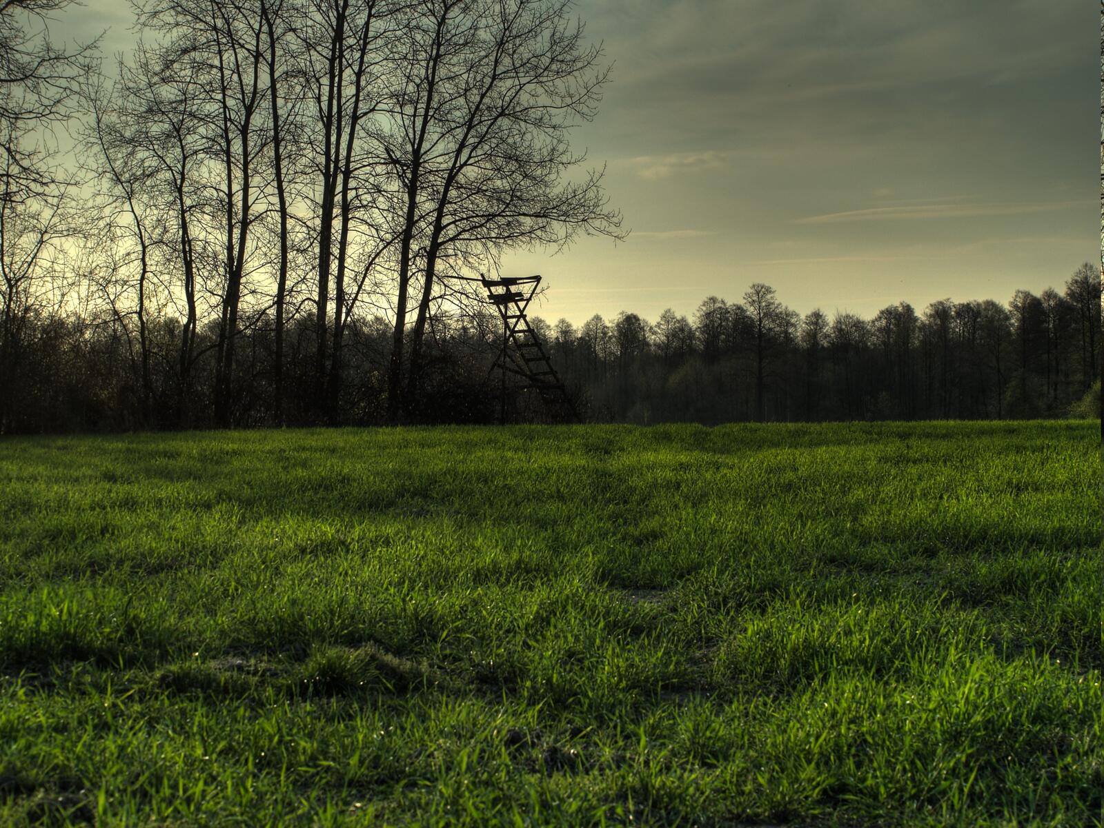 Бесплатное фото Зеленое поле в сумерки осенью