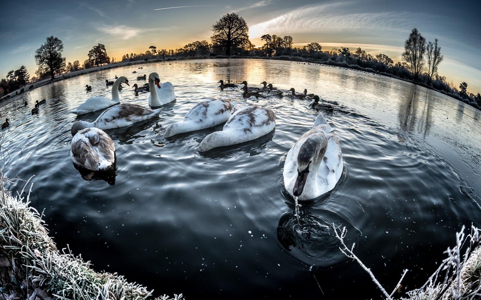 Бесплатное фото Утки и лебеди кормятся у берега реки