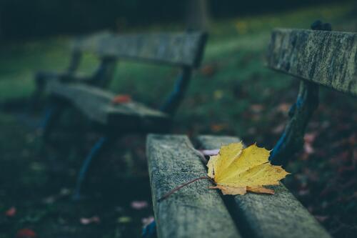 A yellow maple leaf on a bench
