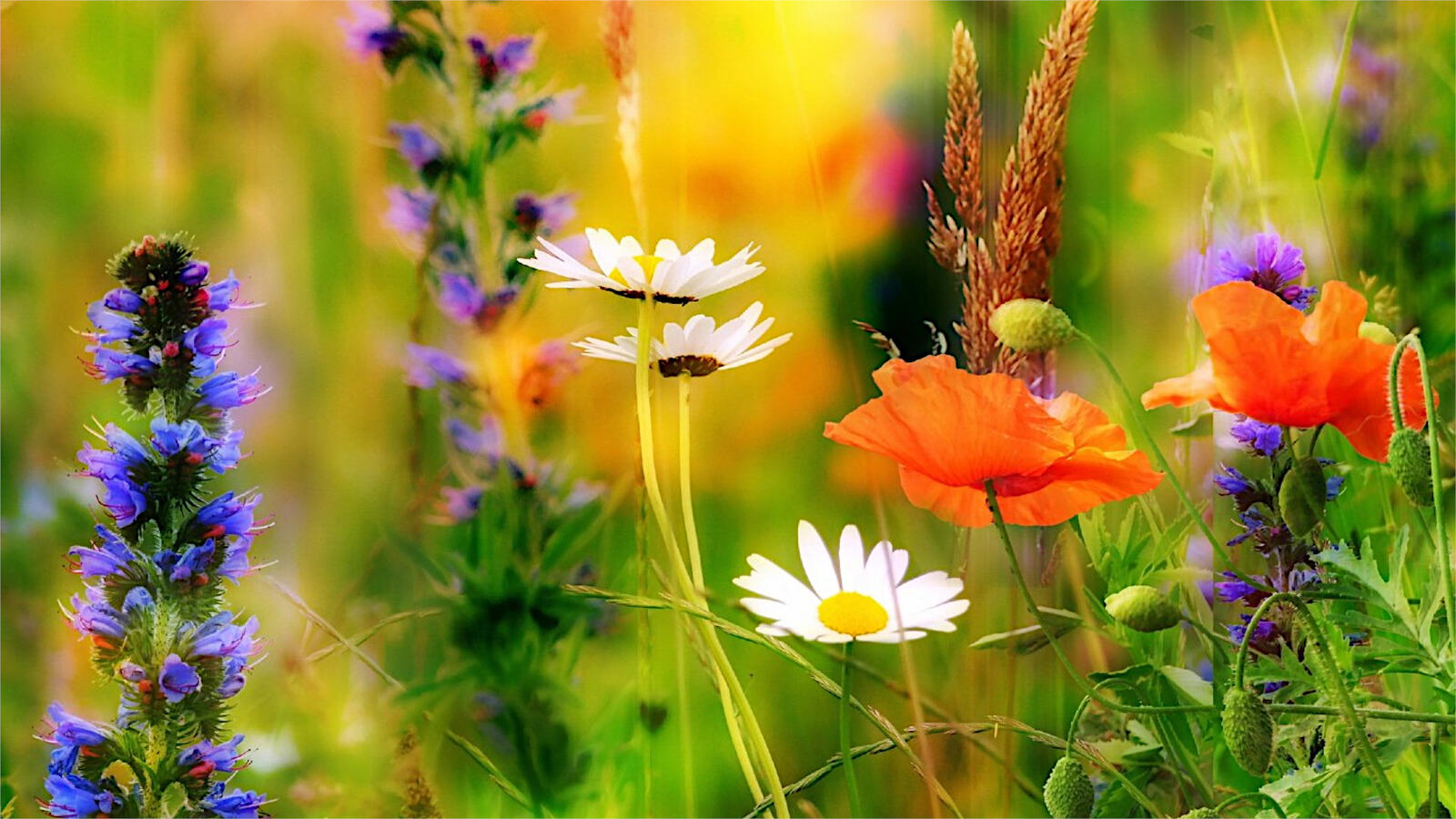 Бесплатное фото Полевые разноцветные цветы