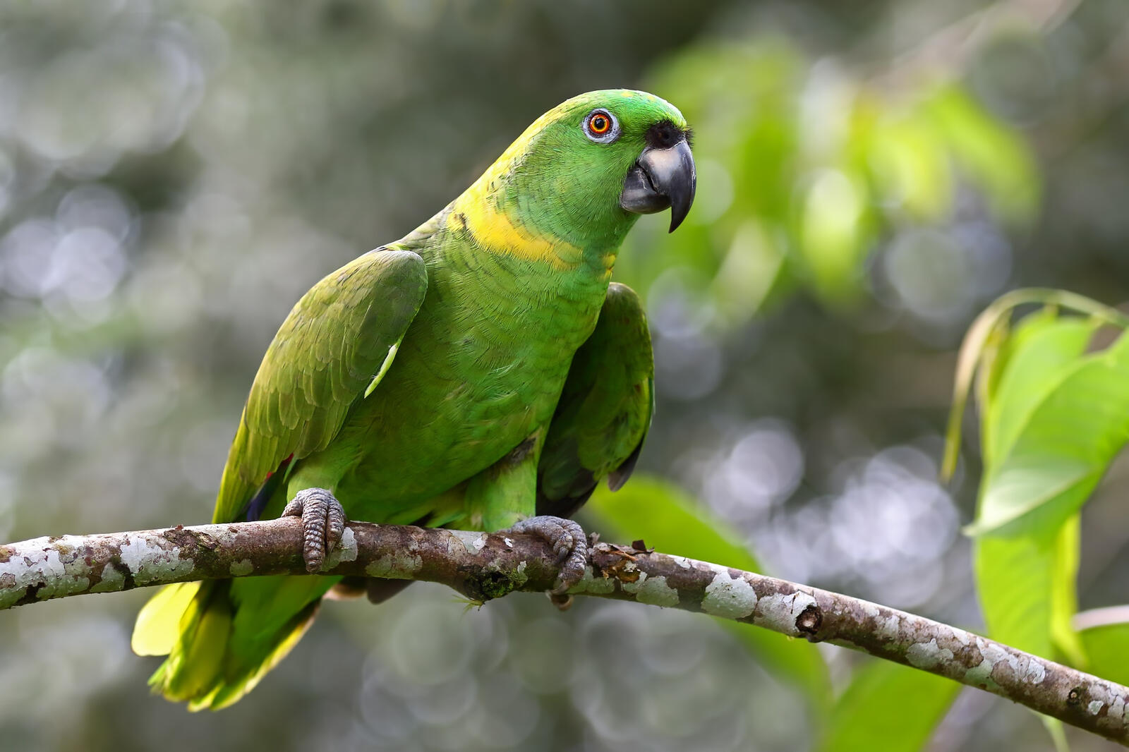 A green parrot sits on a tree branch