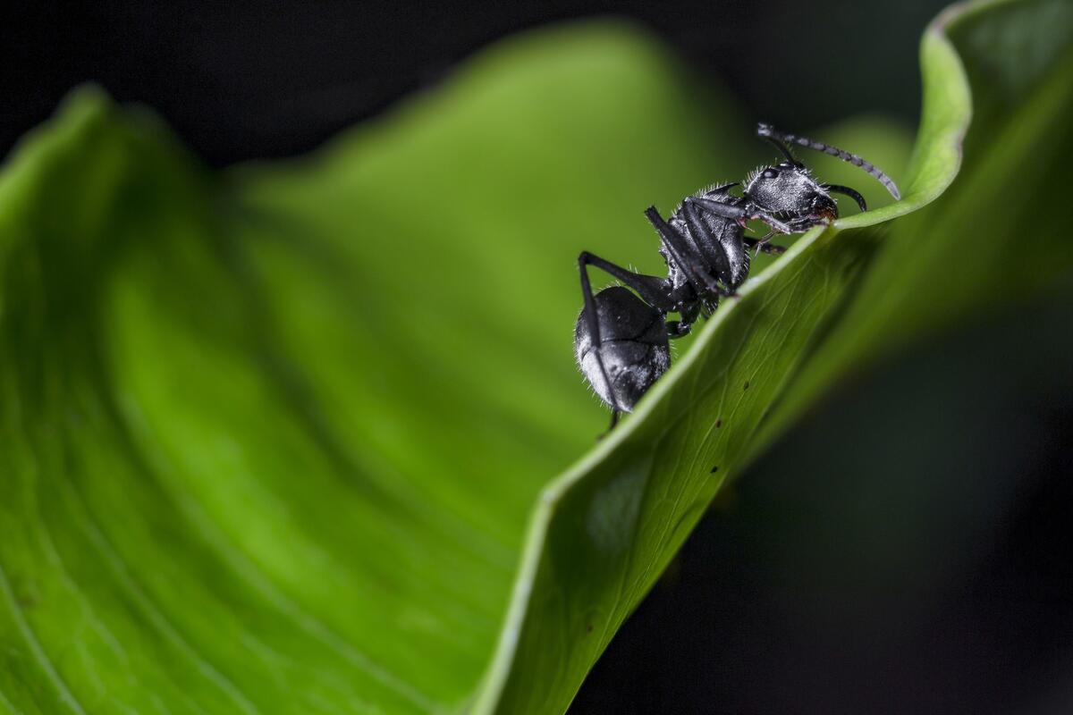 A black ant eats a leaf