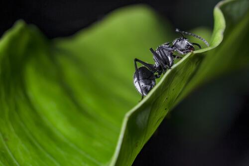 Черный муравей ест листик