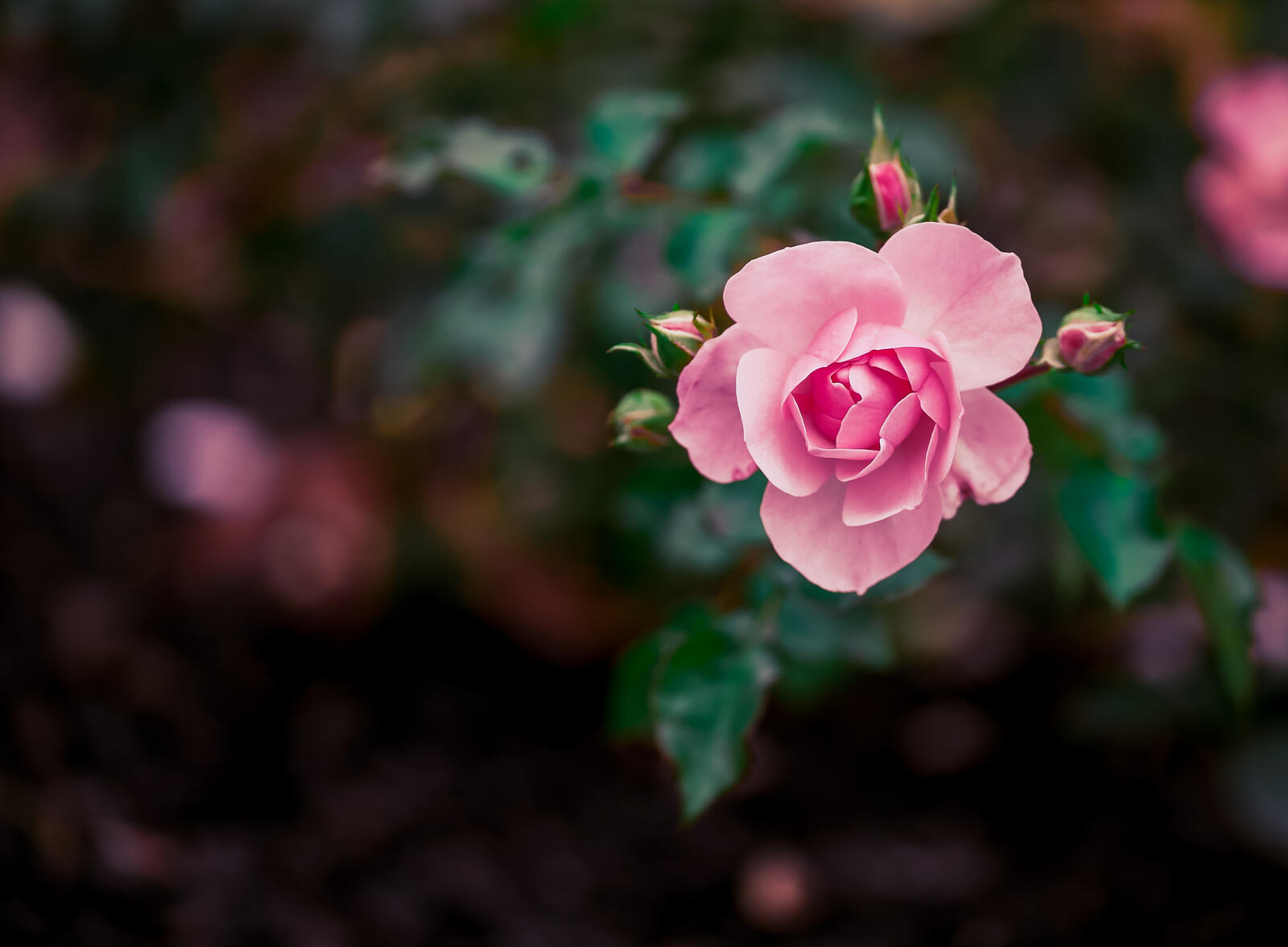 Бесплатное фото Молодая розовая роза