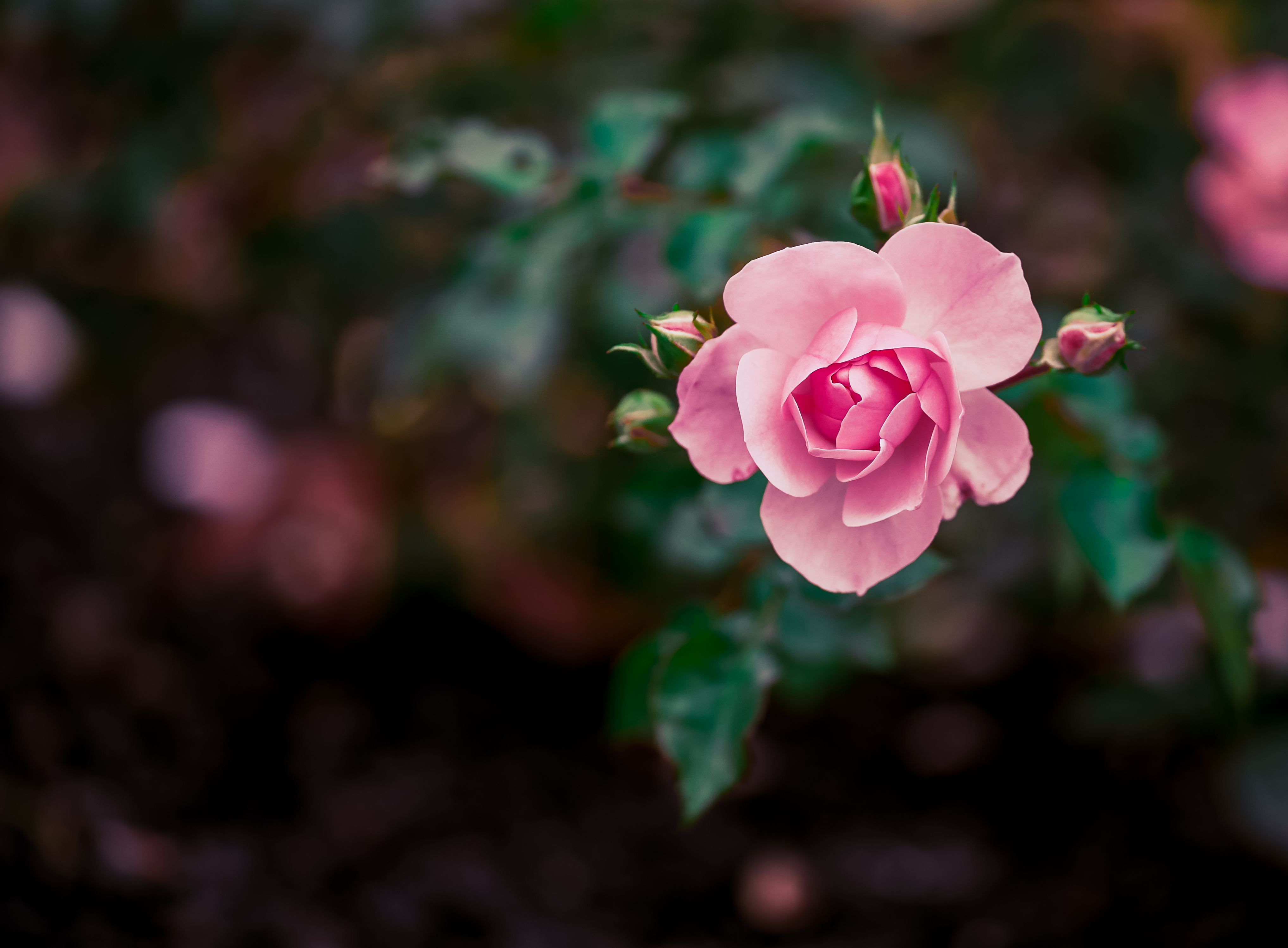 Молодая розовая роза
